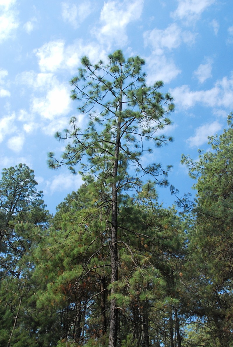 Pinus montezumae photo 8