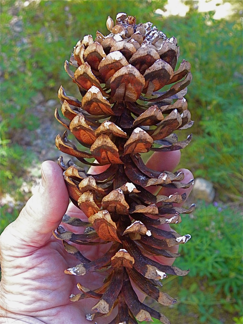 Western White Pine photo 2