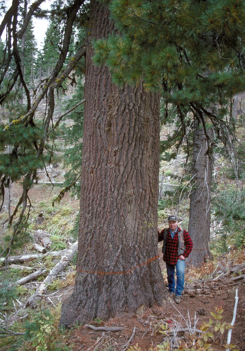 Western White Pine photo 4