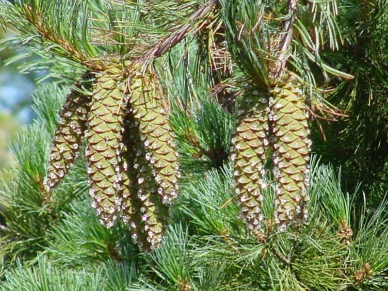 Western White Pine photo 5