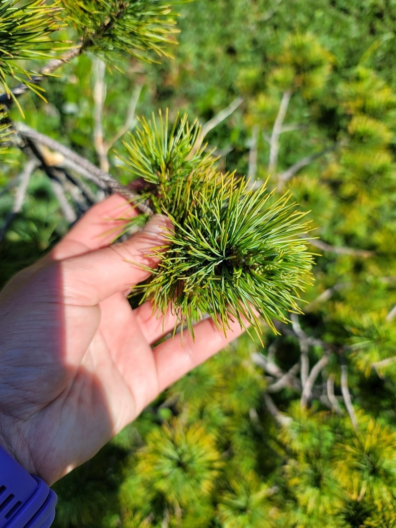 Western White Pine photo 5