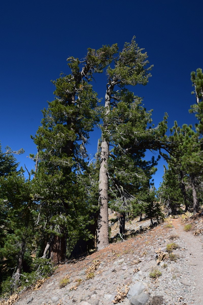 Western White Pine photo 7