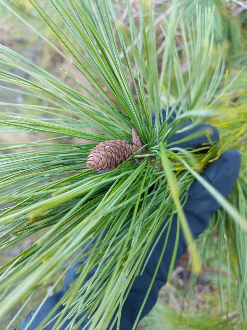 Western White Pine photo 8