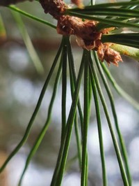 Pinus morrisonicola