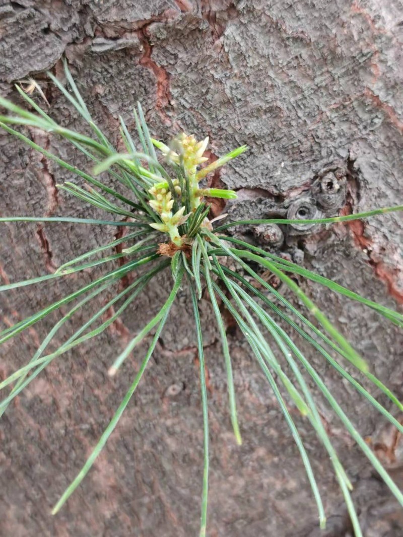 Pinus morrisonicola photo 2