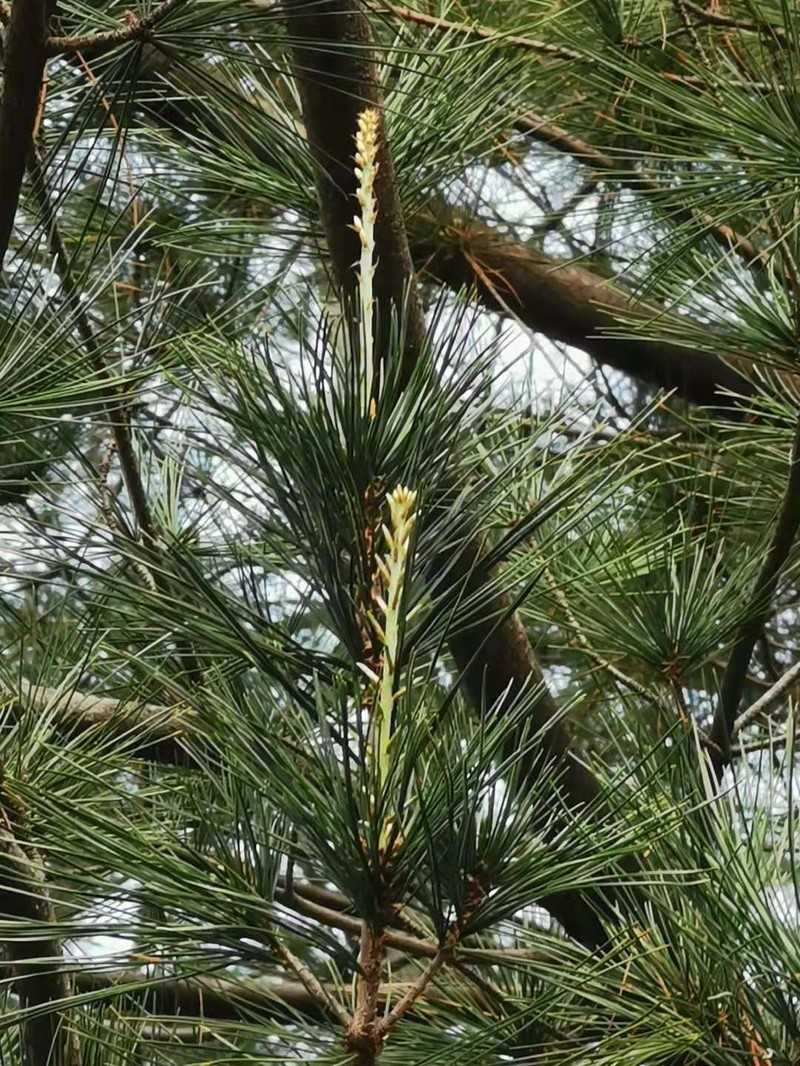 Pinus morrisonicola photo 3