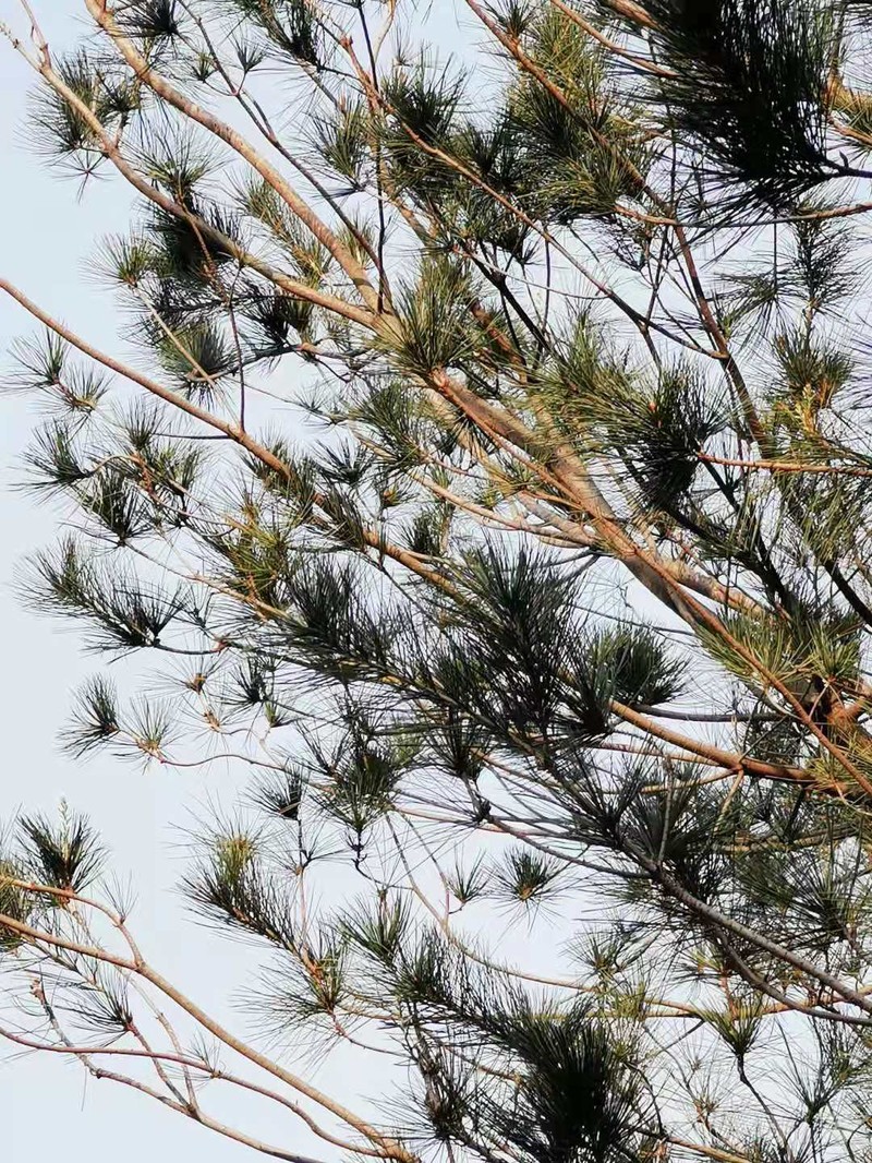 Pinus morrisonicola photo 4