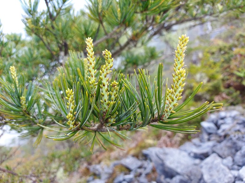 Pinus morrisonicola photo 5
