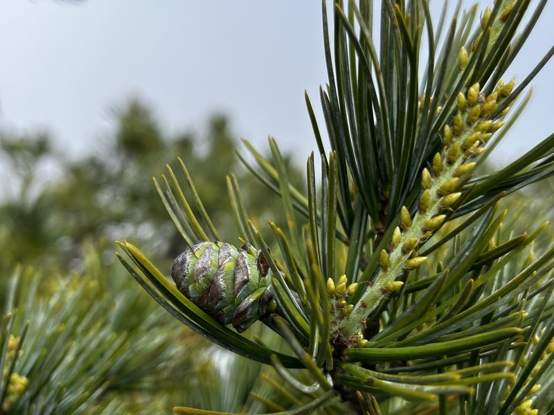 Pinus morrisonicola photo 6