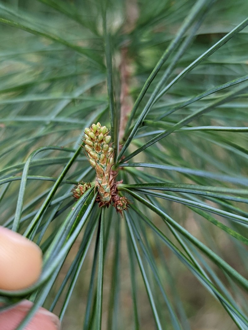 Pinus morrisonicola photo 7