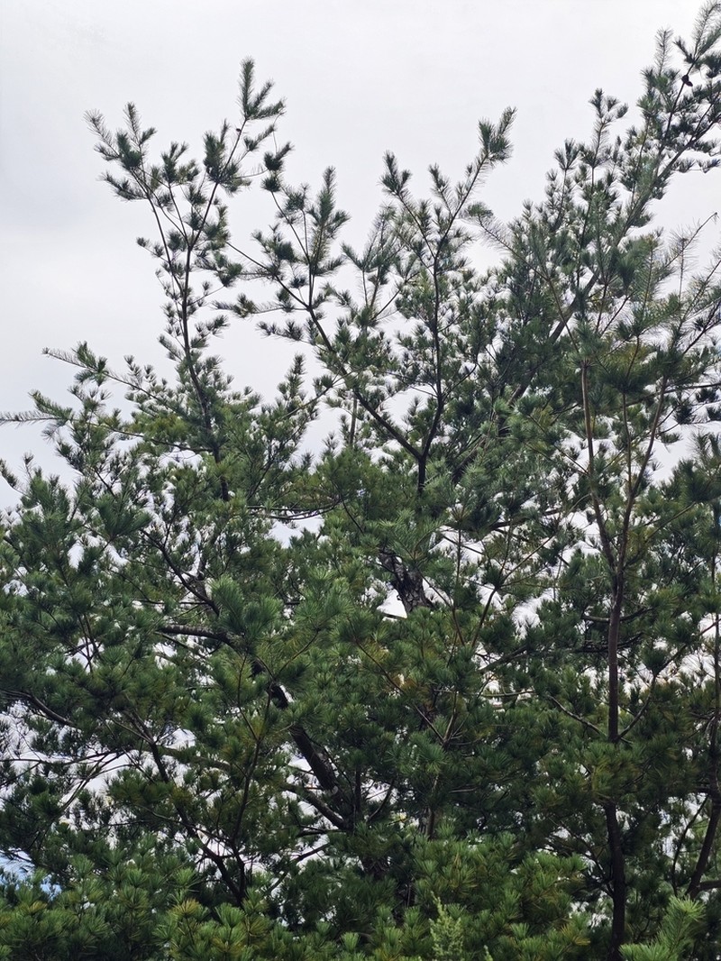 Pinus morrisonicola photo 8