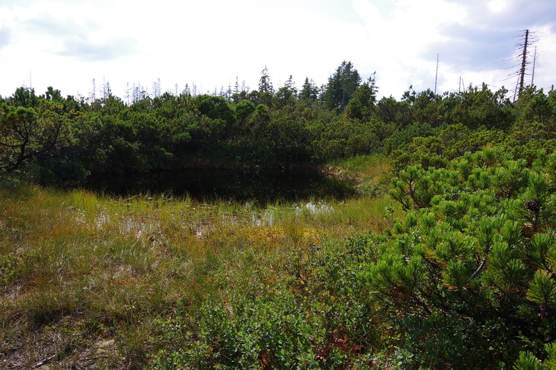 Mugo Pine photo 5