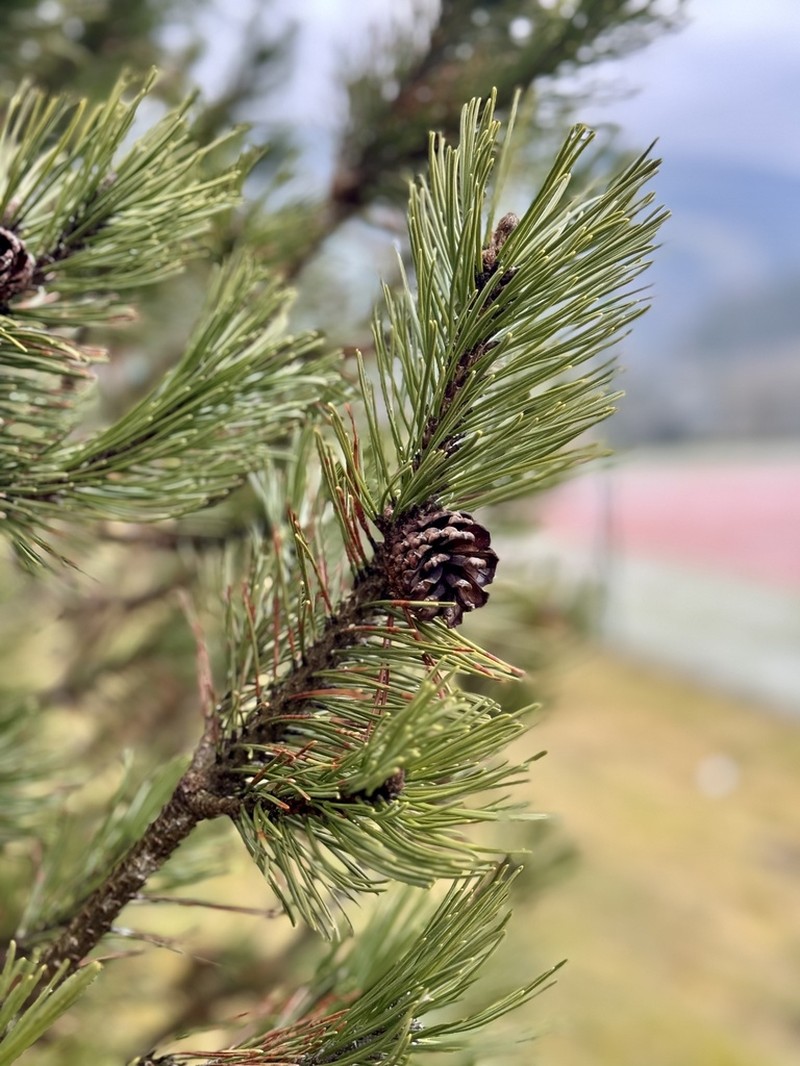 Mugo Pine photo 6