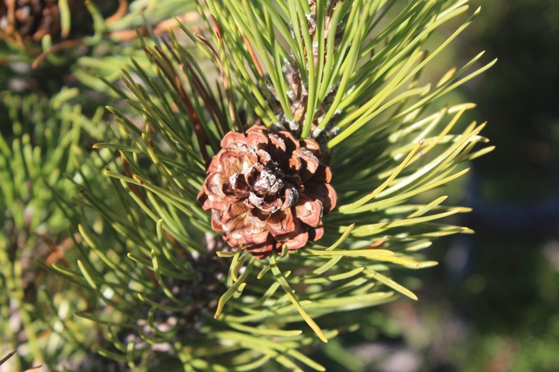 Mugo Pine photo 7