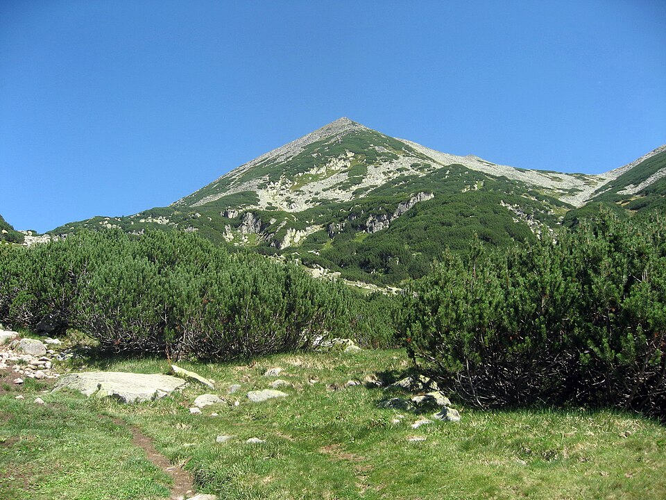 Mugo Pine photo 2