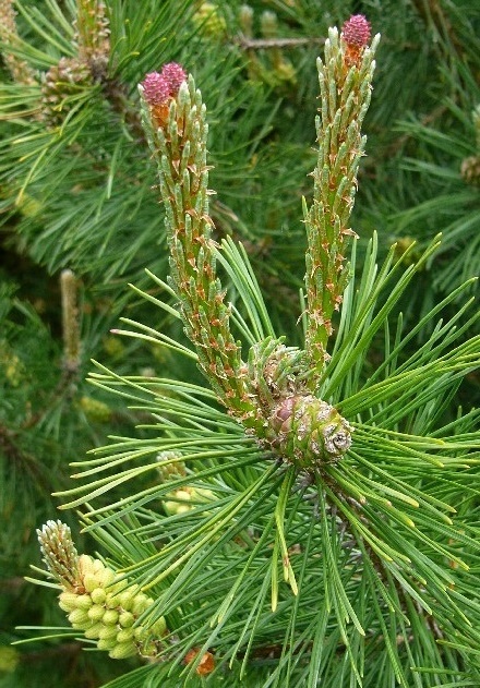 Mugo Pine photo 3