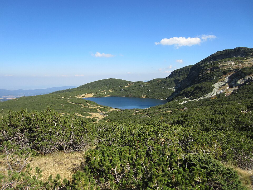 Mugo Pine photo 4