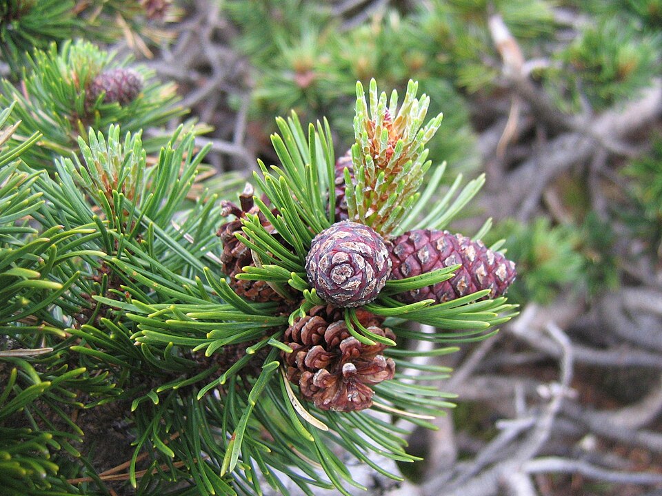 Mugo Pine