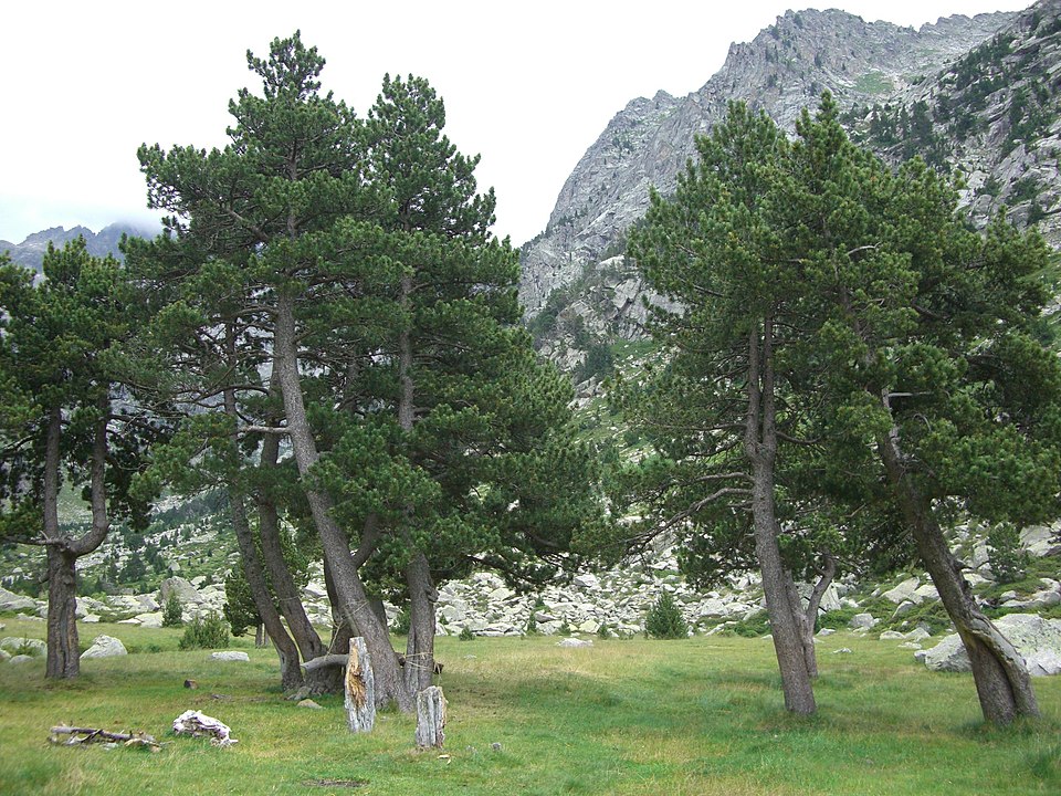 Mugo Pine photo 5