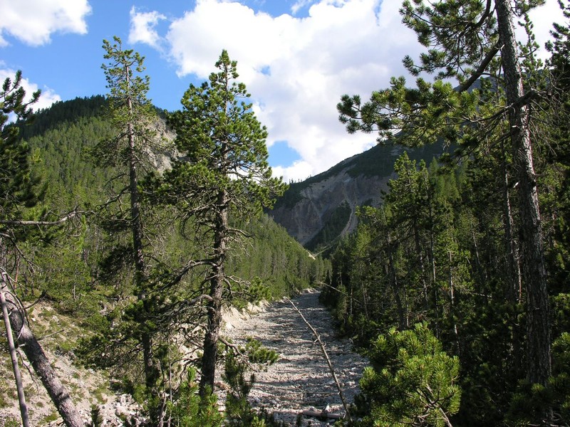 Mugo Pine photo 6