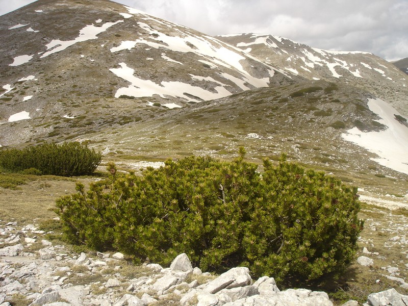 Mugo Pine photo 7