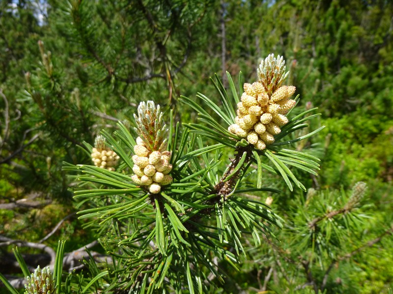 Mugo Pine photo 8