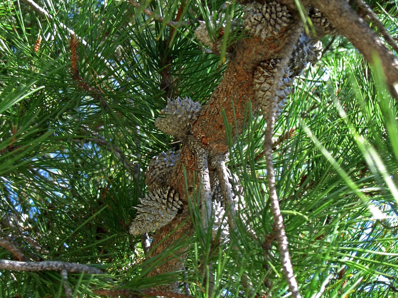 Bishop Pine