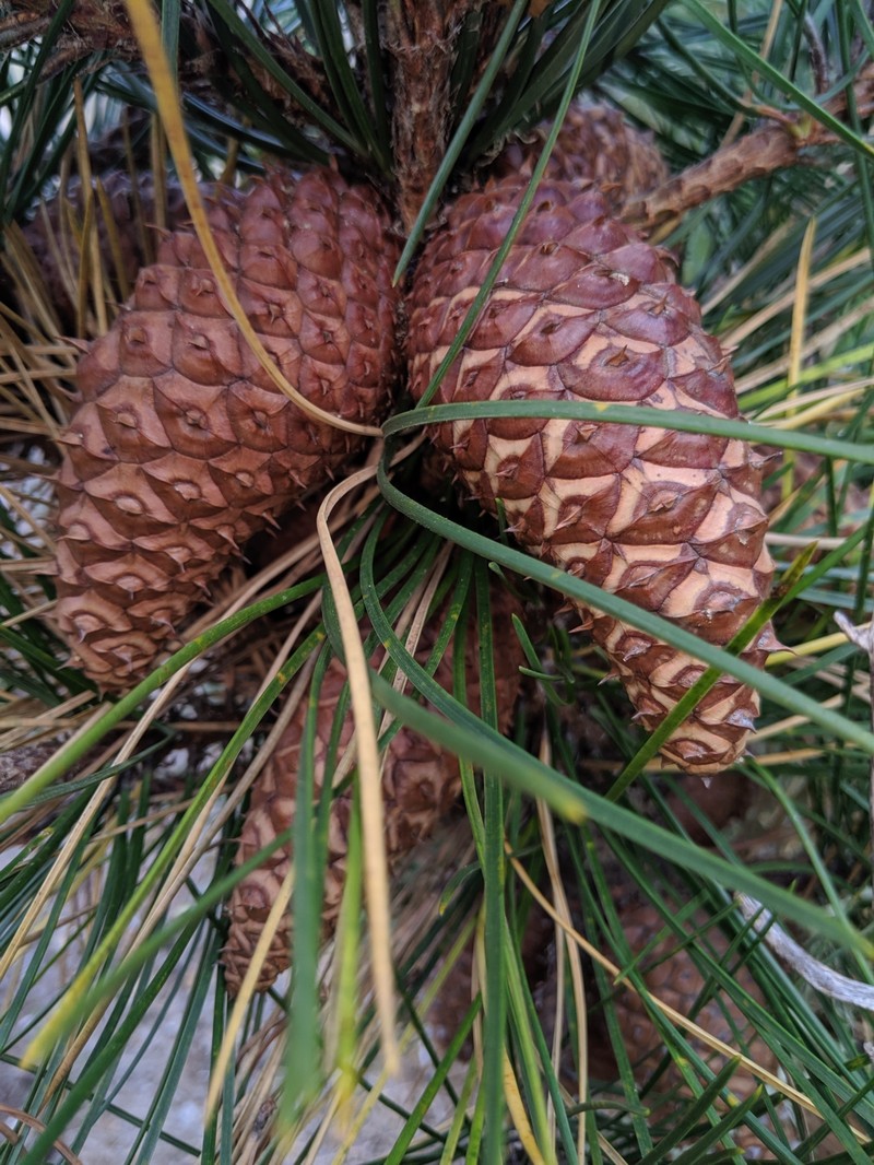 Bishop Pine photo 2