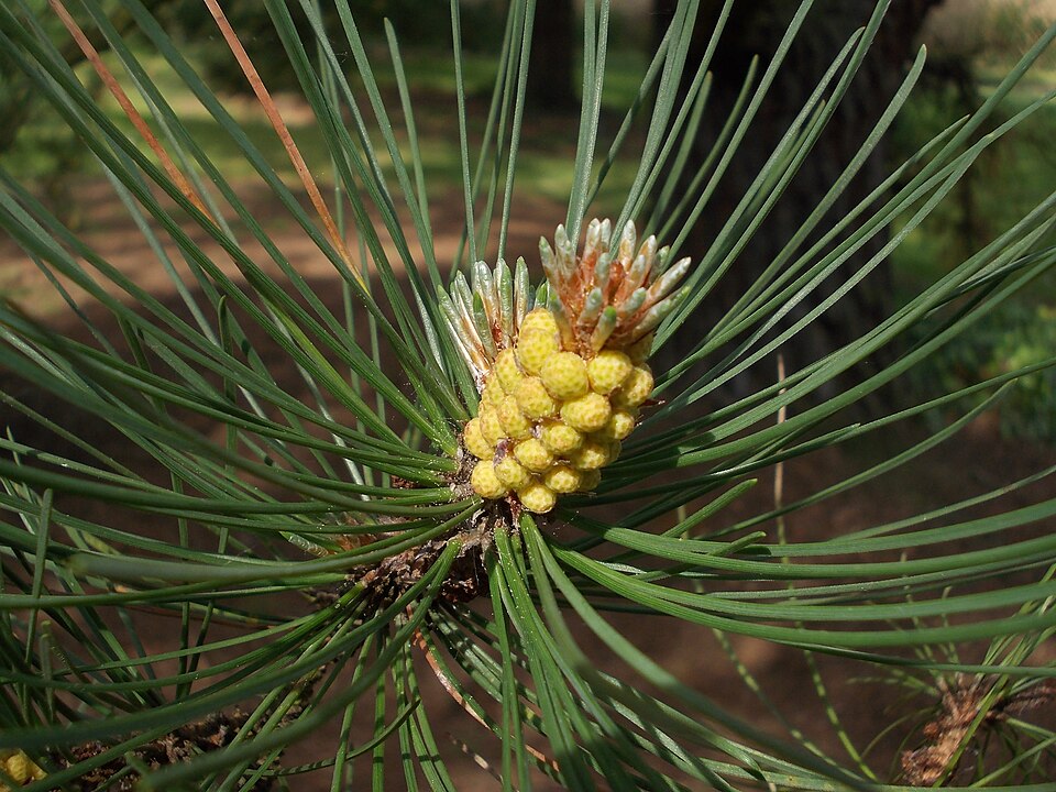 Bishop Pine photo 3