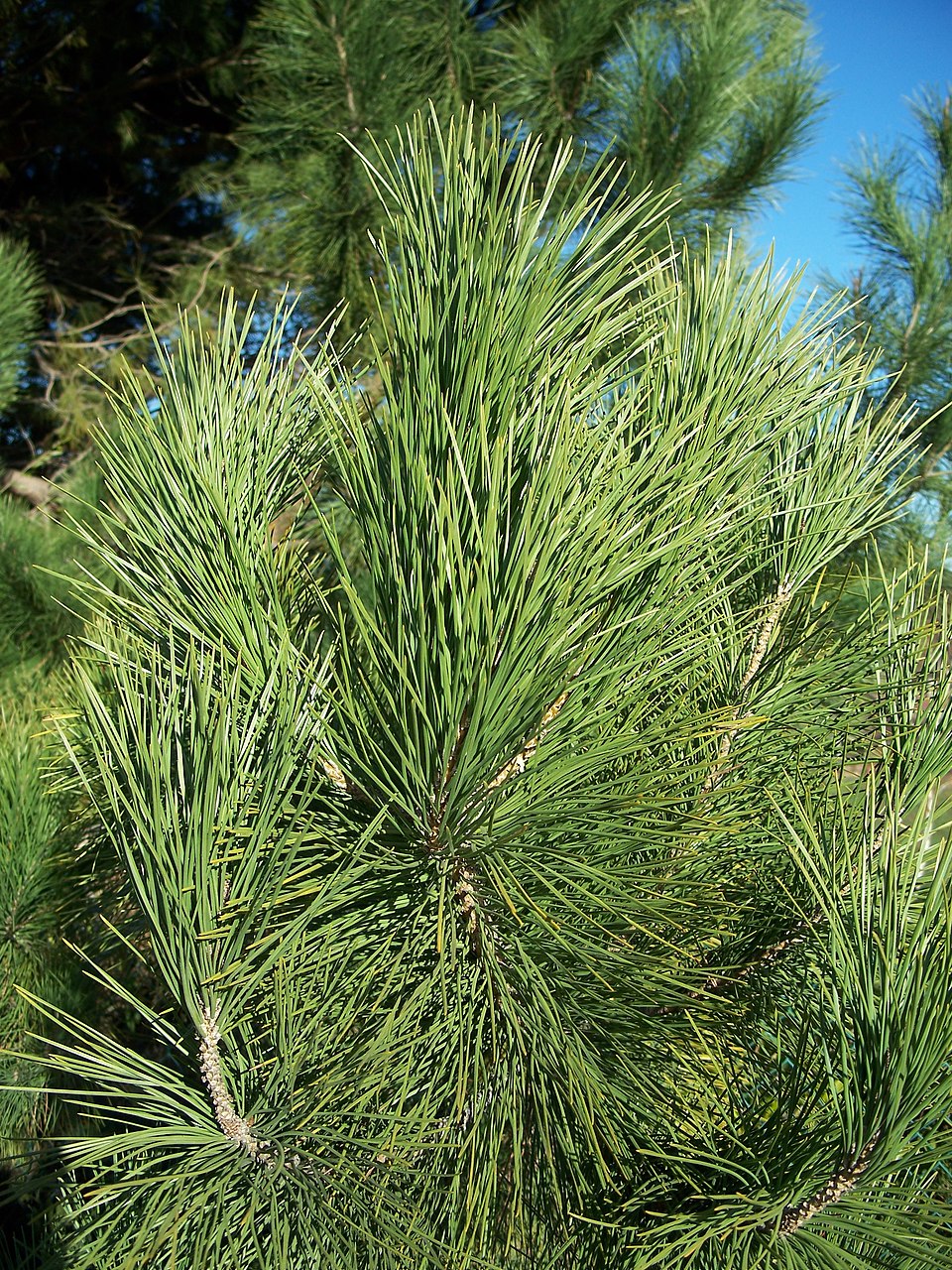 Bishop Pine photo 4
