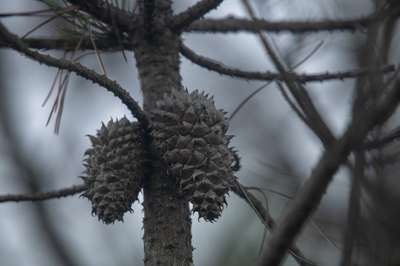 Bishop Pine photo 7