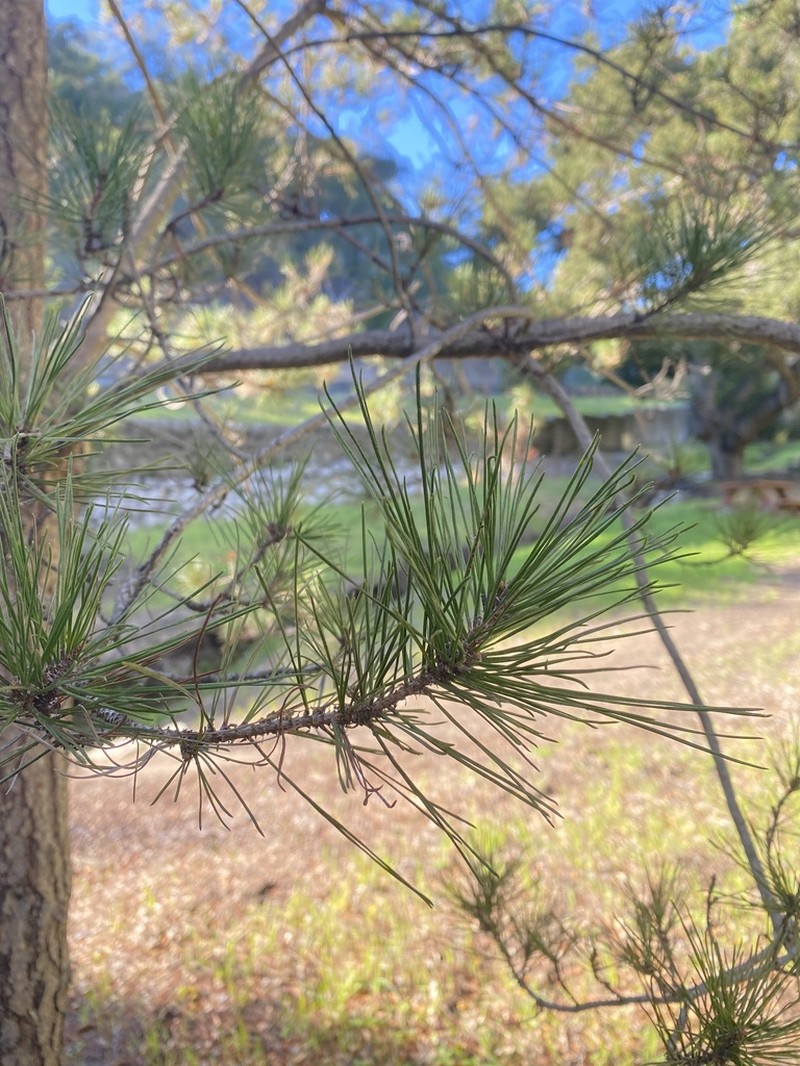 Bishop Pine photo 8