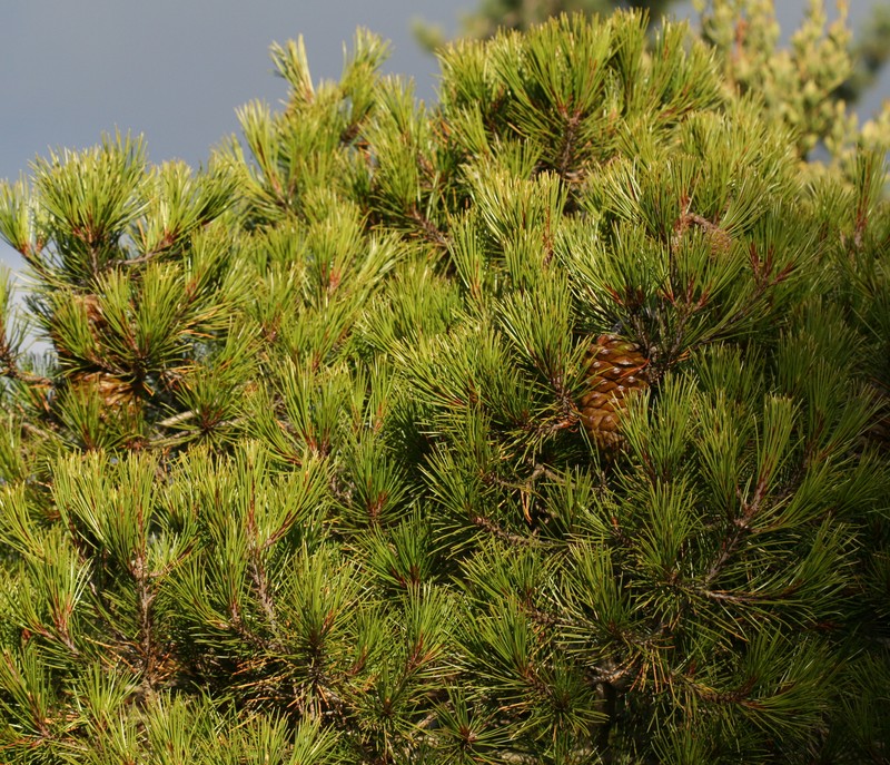 Pinus nelsonii photo 2