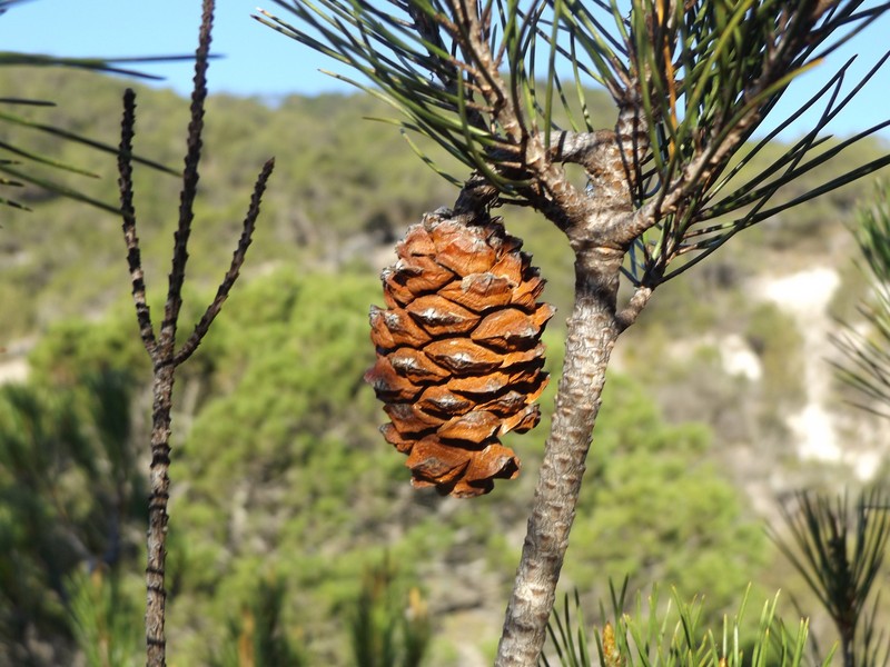 Pinus nelsonii photo 3