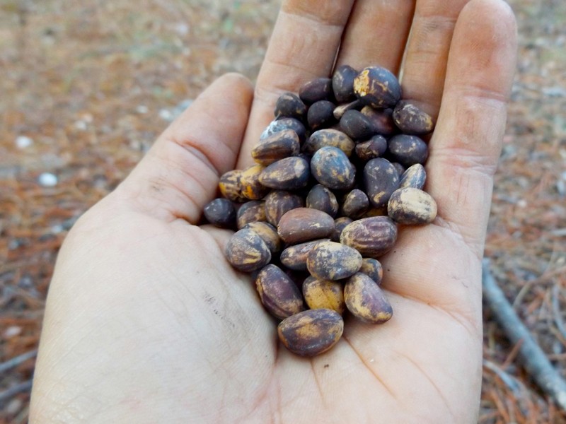Pinus nelsonii photo 4