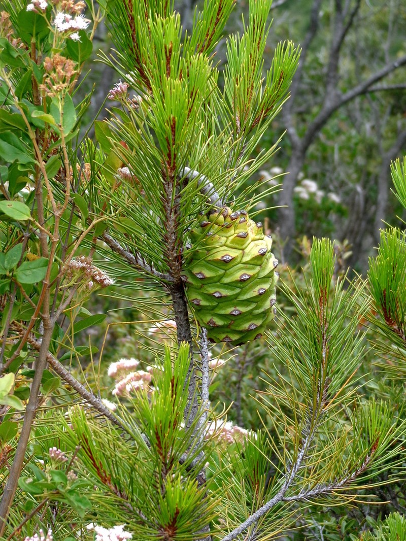 Pinus nelsonii photo 5