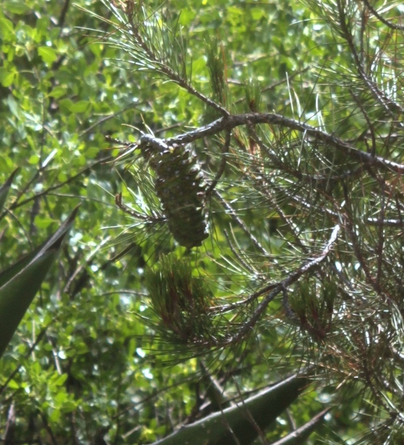 Pinus nelsonii photo 6