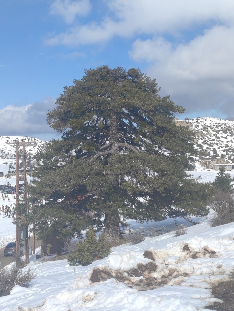 Austrian Pine photo 5