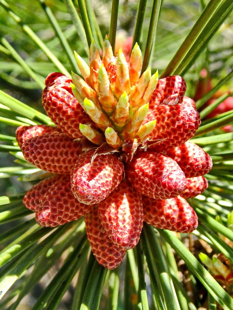 Austrian Pine photo 7