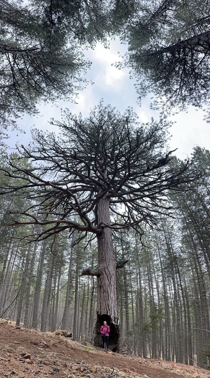 Austrian Pine photo 8
