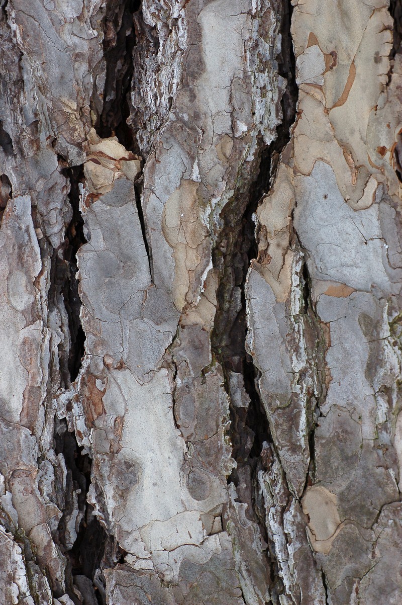 Austrian Pine photo 2