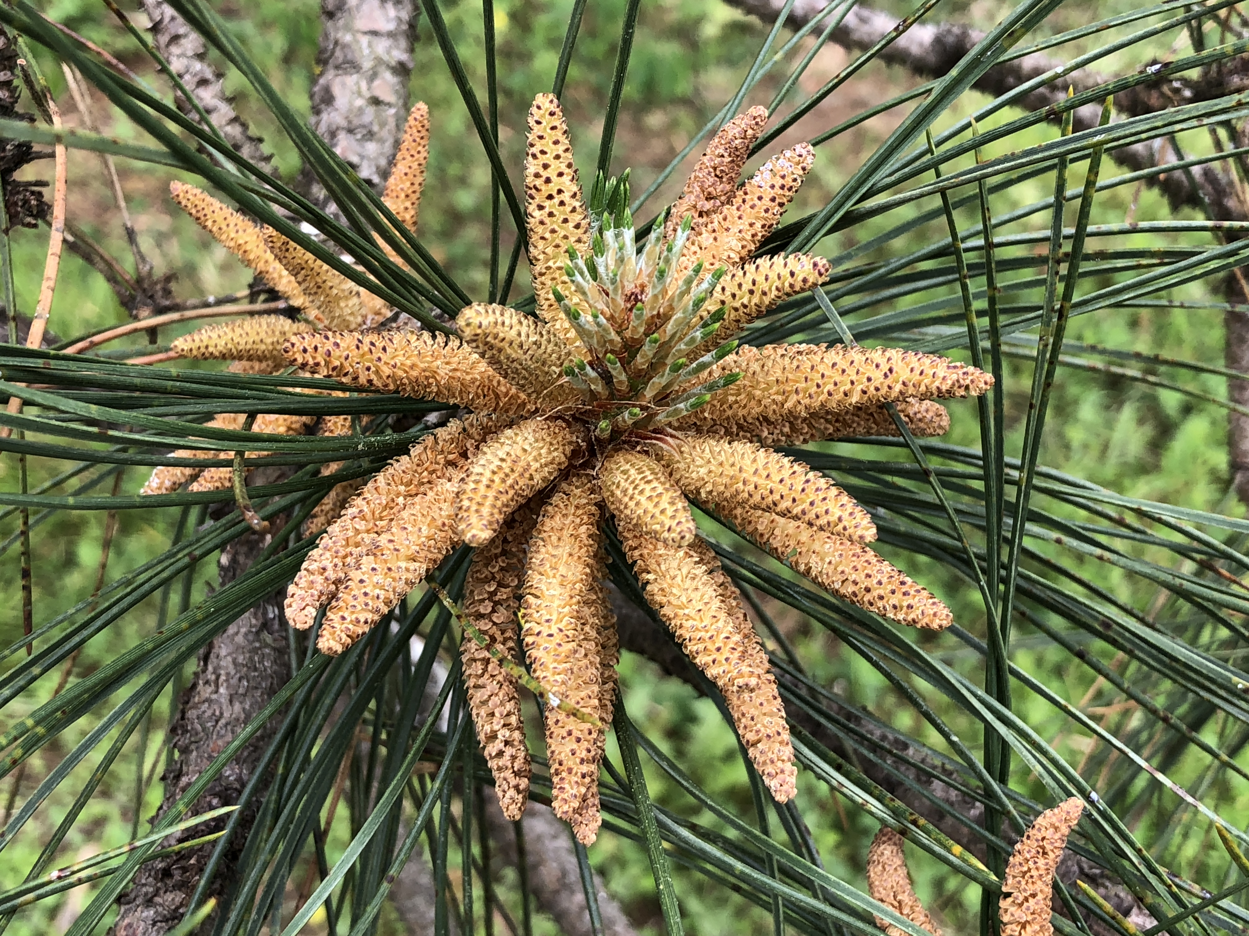 Austrian Pine photo 4