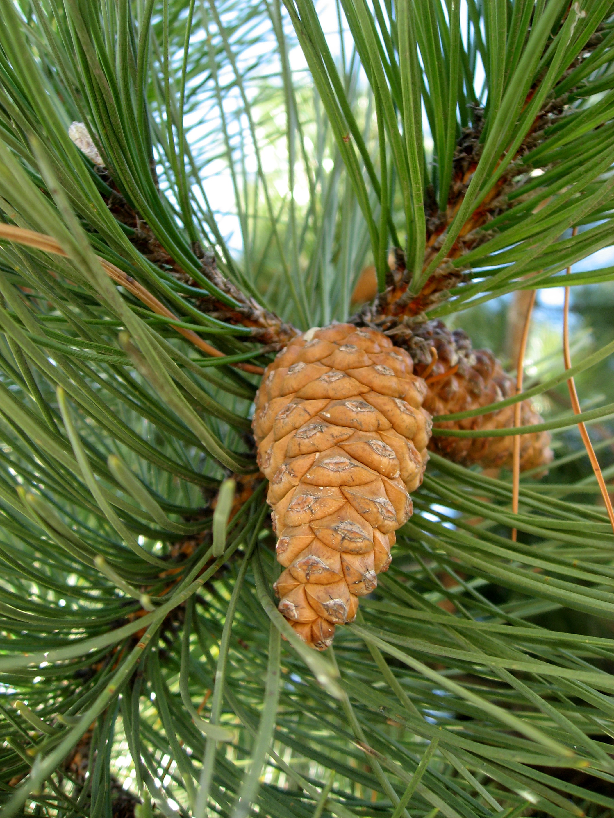 Austrian Pine photo 5
