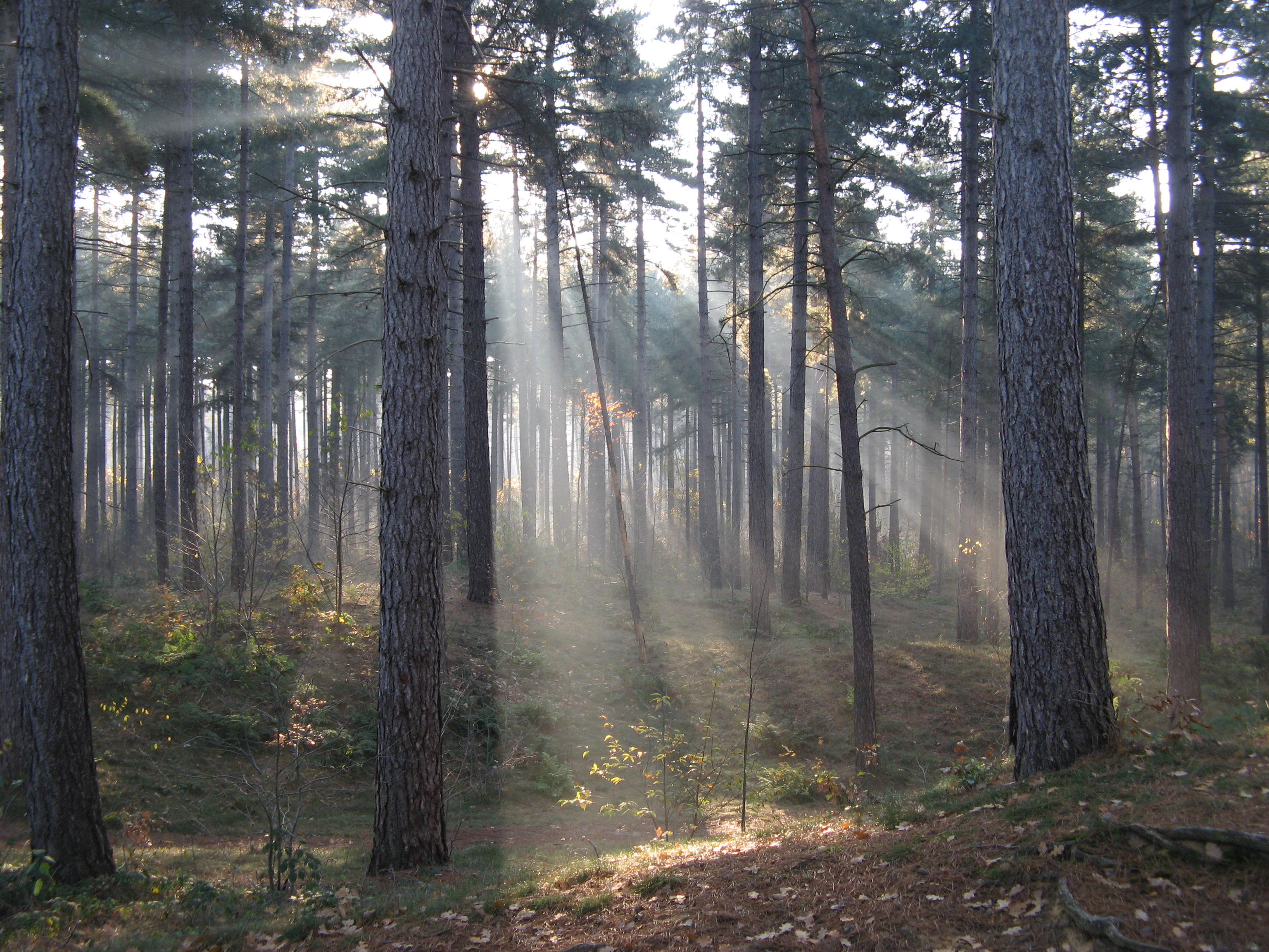 Austrian Pine photo 6