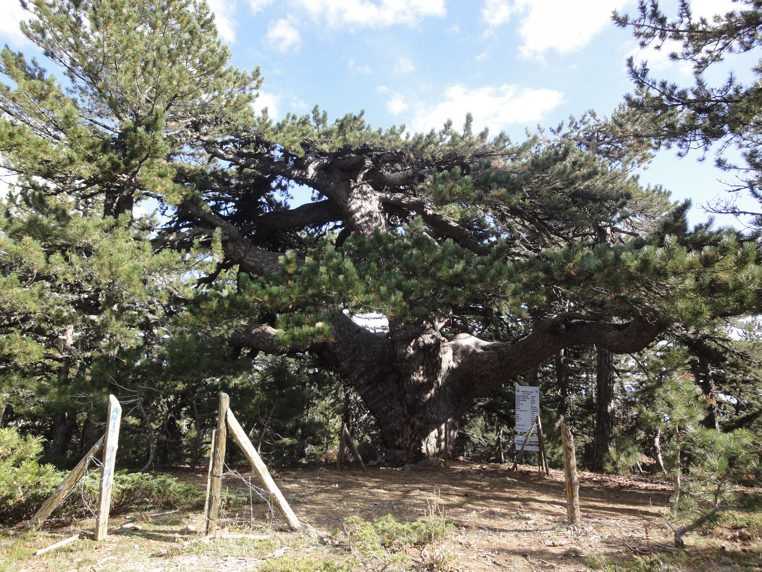 Austrian Pine photo 7