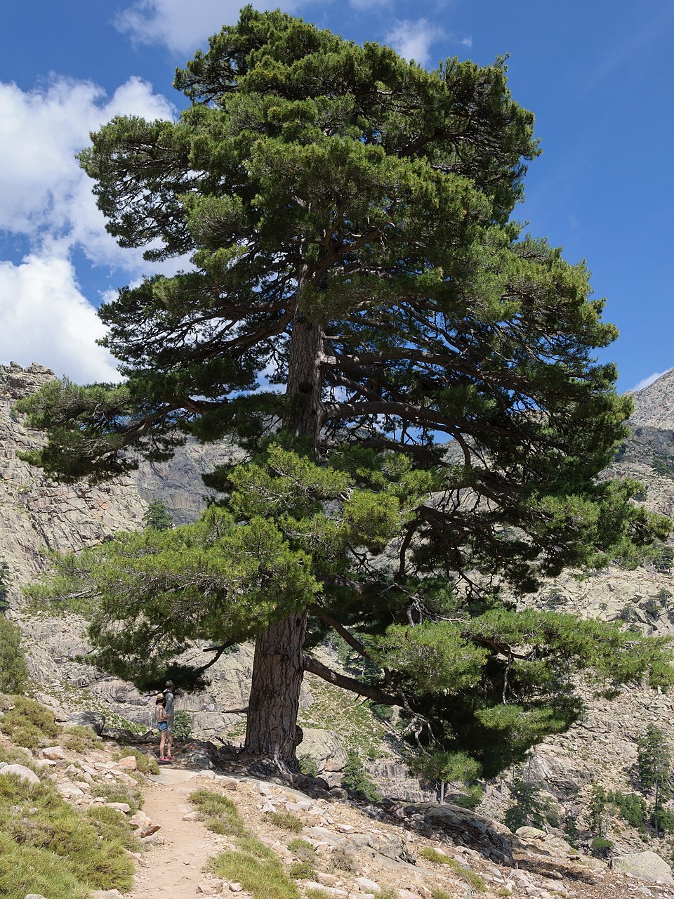 Austrian Pine photo 8