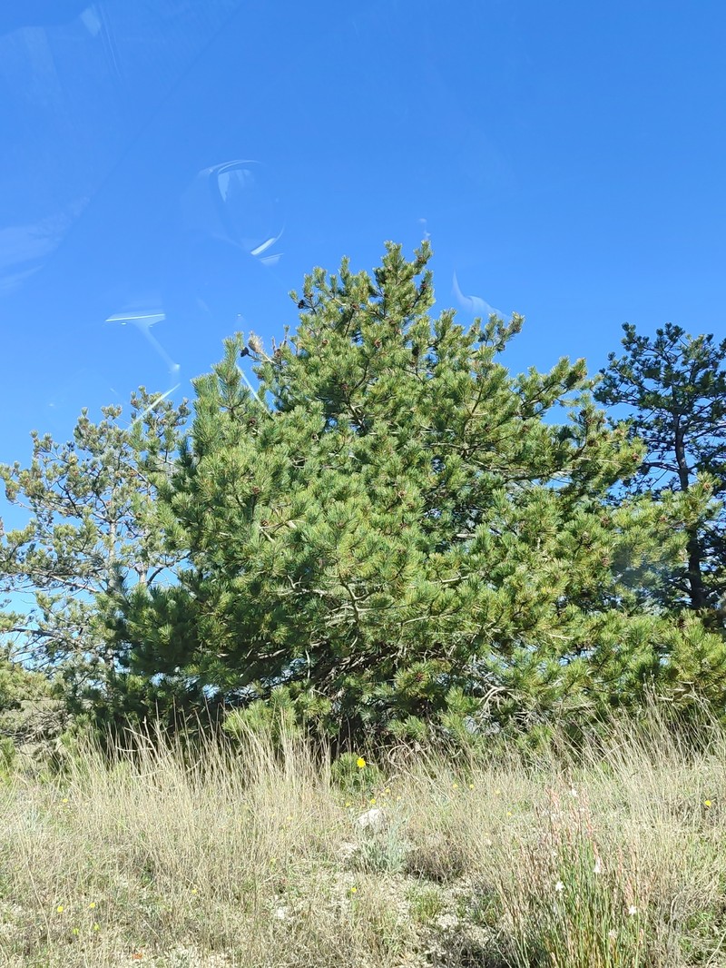 Pinus nigra subsp. dalmatica