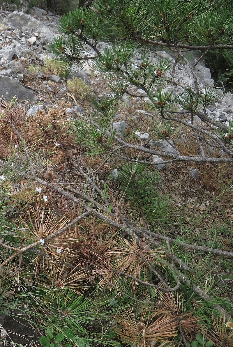 Pinus nigra subsp. dalmatica photo 2