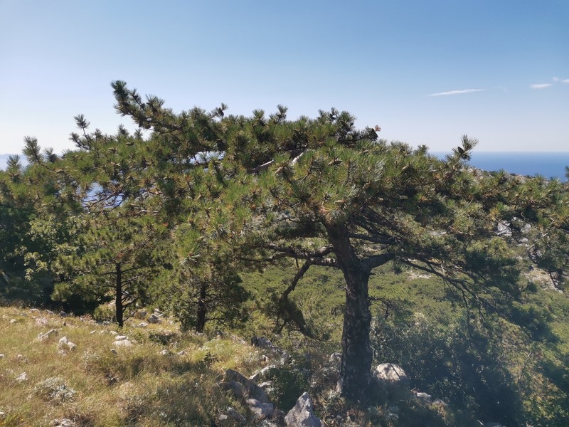 Pinus nigra subsp. dalmatica photo 3