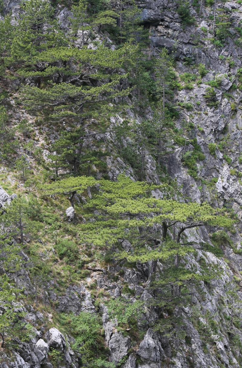Pinus nigra subsp. dalmatica photo 4